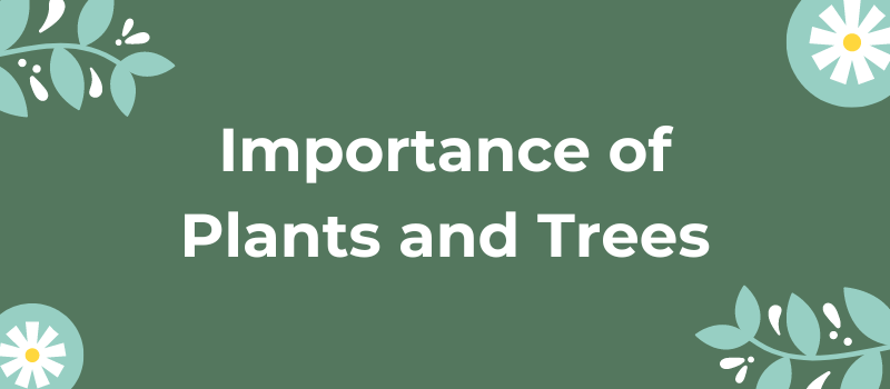 Importance of Plants and Trees