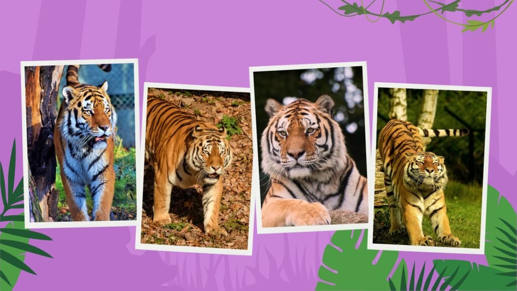 Save Tiger Information